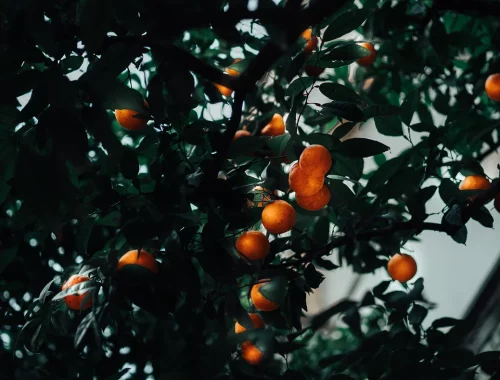 Image by John Fornander