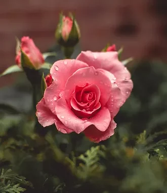 Image by Tiffany Chan