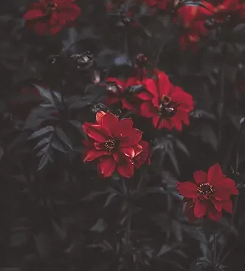 Image by Annie Spratt