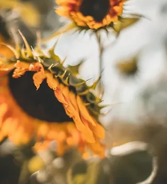 Image by Adam Nieścioruk