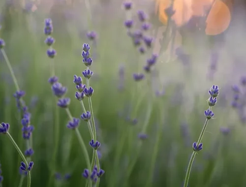 Image by Aaron Burden